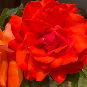 Meet your Posher, Diane